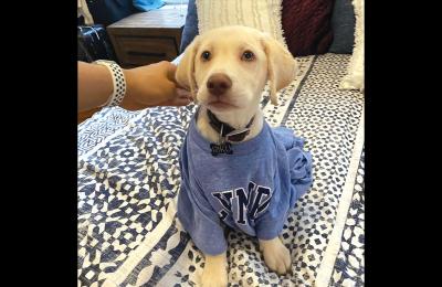 Bryson Malcolm's dog Riku, a yellow lab puppy, wears a blue sweater