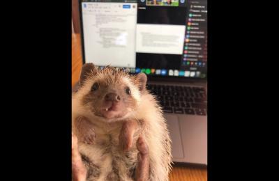 Emily Claffey's pet hedgehog, Stella, held in front of a laptop where Emily in working