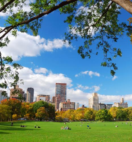 Sheep meadow in Central Park