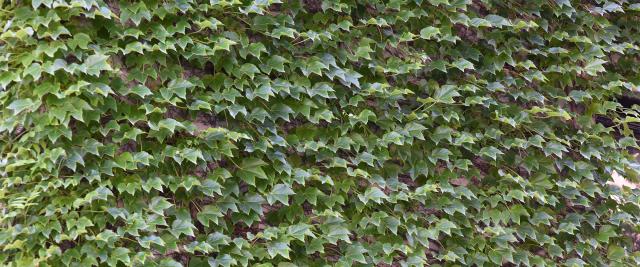 A brick wall on campus covered in ivy