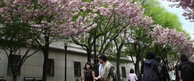 Blooming trees on College Walk