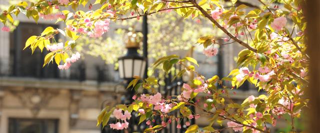 Cherry blossoms in front of a wrought iron gate featuring the Columbia crown