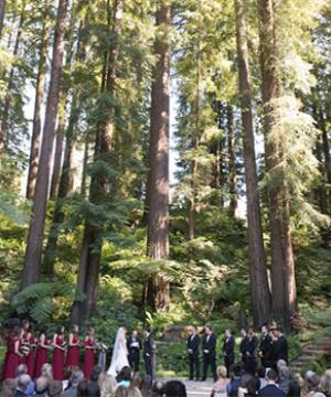 A wedding party stands in a grove of redwoods.