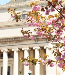 Low Library Spring Cherry Blossoms in Foreground