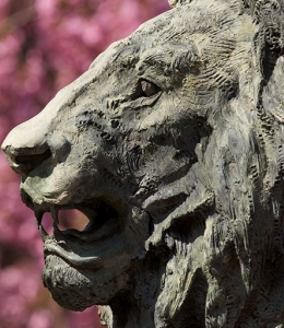 The Columbia lion in front of cherry blossom flowers