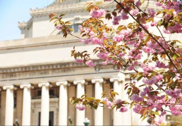 Low Library Spring Cherry Blossoms in Foreground