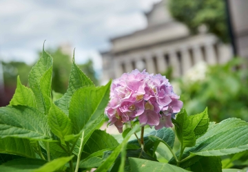 A pink hydrangea blooms in front of Low Library.
