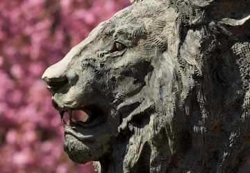 The Columbia lion in front of cherry blossom flowers
