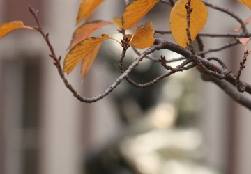 Orange autumn leaves in front of the Thinker statue on campus