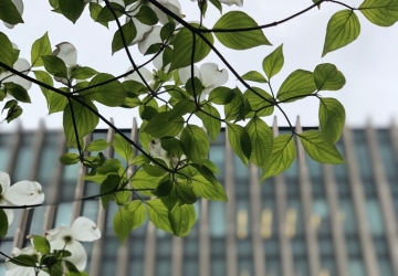 Tree in bloom in  front of Jerome Greene Hall