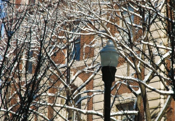 Trees and lamppost covered in snow