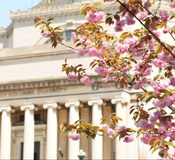Low Library Spring Cherry Blossoms in Foreground