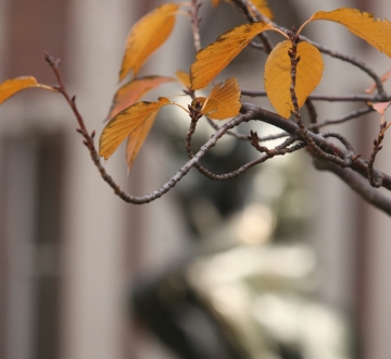 Orange autumn leaves in front of the Thinker statue on campus