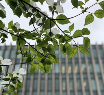 Tree in bloom in  front of Jerome Greene Hall