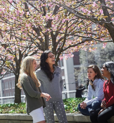 Students on campus under a pink tree