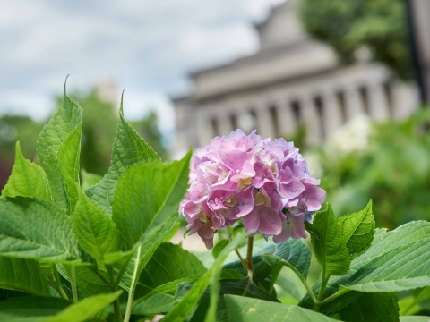 A pink hydrangea blooms in front of Low Library.