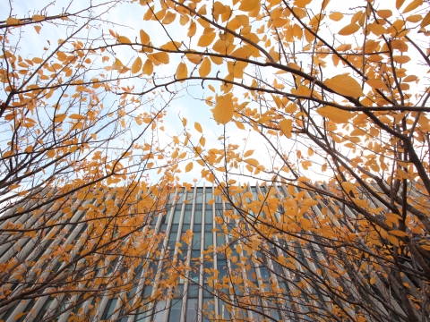 Yellow leave in front of Jerome Greene Hall