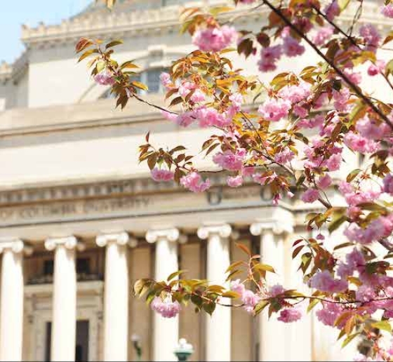 Low Library Spring Cherry Blossoms in Foreground