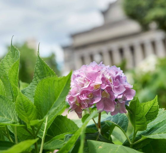 A pink hydrangea blooms in front of Low Library.