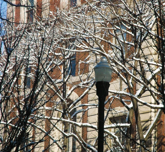 Trees and lamppost covered in snow