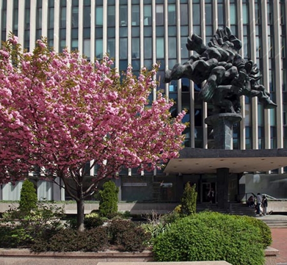 Cherry trees bloom in front of Jerome Greene Hall.