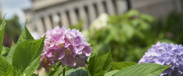Summer hydrangeas in front of Low Library