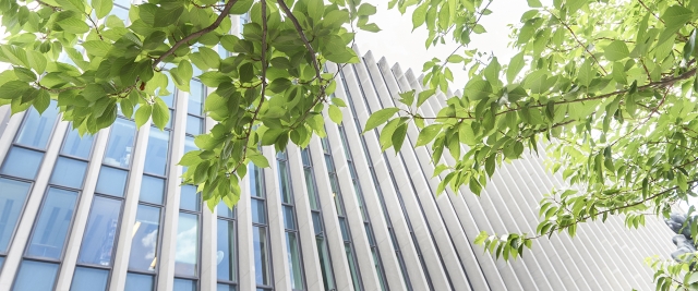 Green summer cherry boughs in front of Jerome Greene Hall
