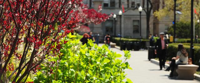 A shrub with red leaves on College Walk