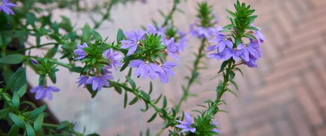 Purple flowers in front of herringbone brick pavers on College Walk