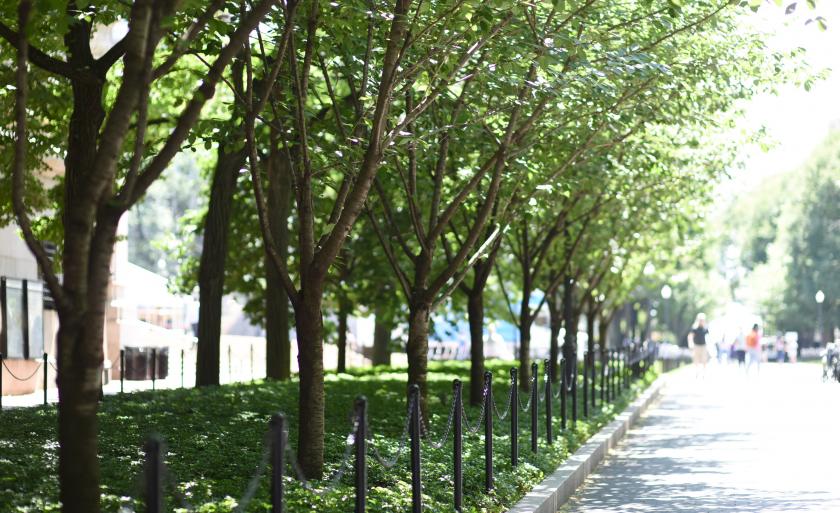 A row of linden trees on College Walk