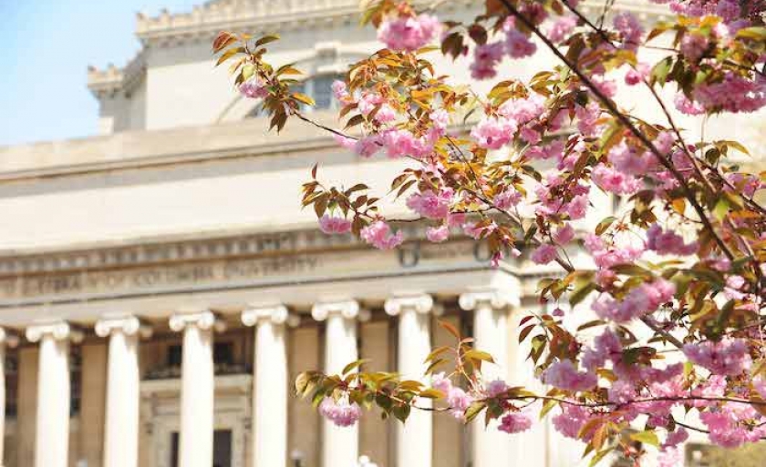 Low Library Spring Cherry Blossoms in Foreground