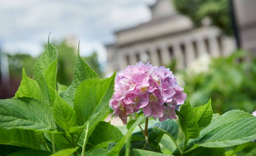 A pink hydrangea blooms in front of Low Library.