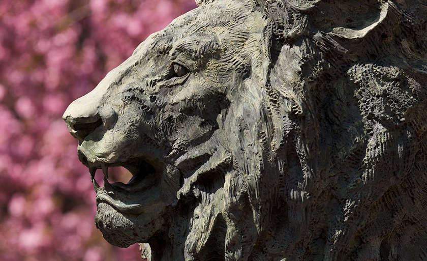 The Columbia lion in front of cherry blossom flowers